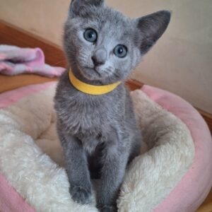 Russian Blue kitten