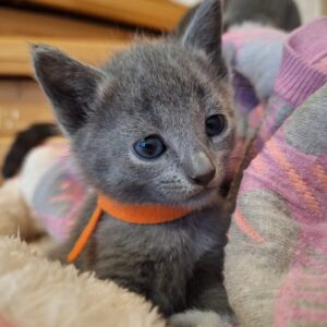 Russian Blue Kitten