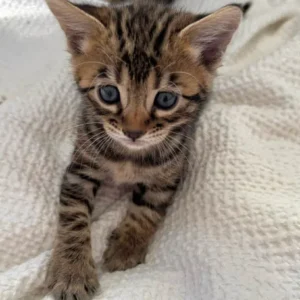 Bengal kitten