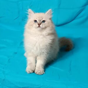 Siberian kitten