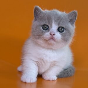 Munchkin Kitten