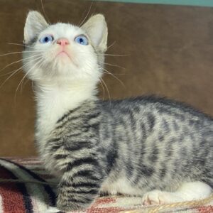 Munchkin kitten