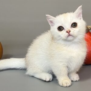 Munchkin kitten
