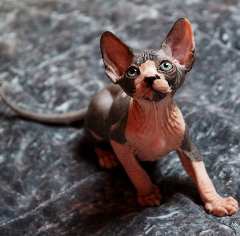 Sphynx kitten for sale