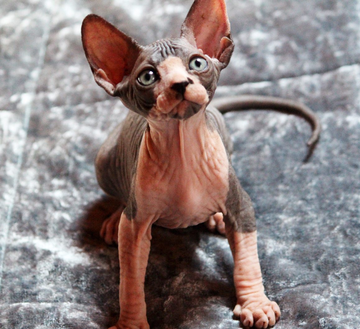 Nic-male-sphynx-kitten-for-sale03-e1727961520568
