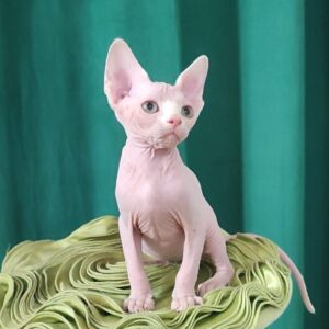 Sphynx kitten