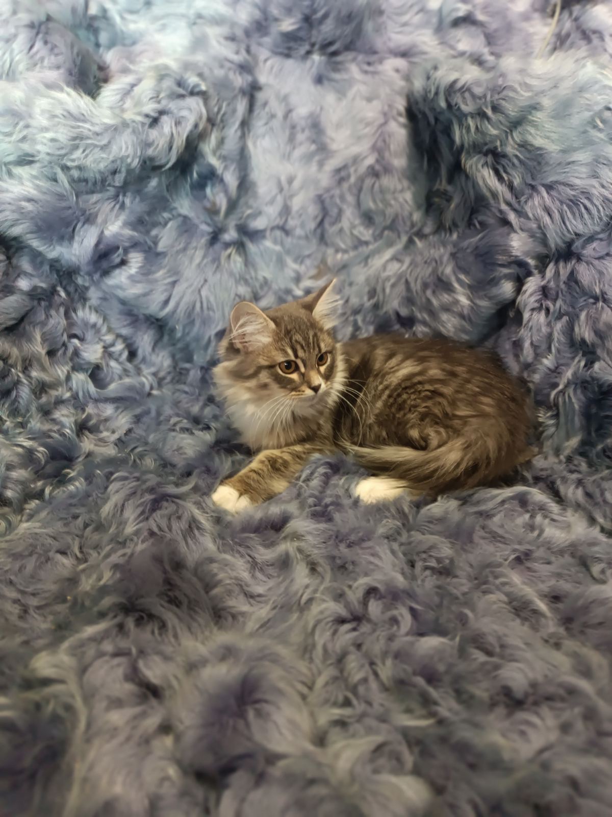 Salomon-male-siberian-puppy-for-sale-2-1