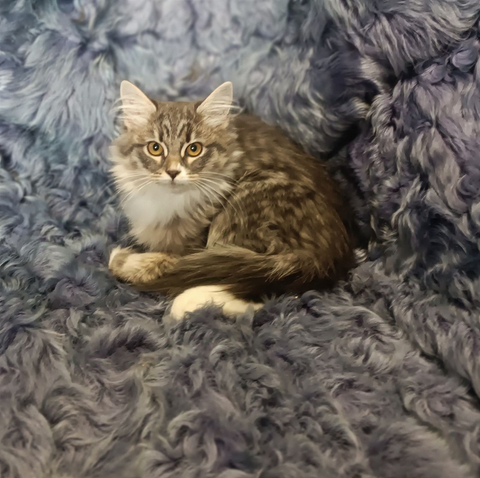 Siberian kitten for sale