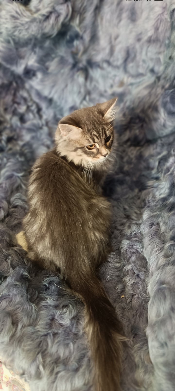 Siberian kitten for sale