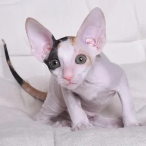 Cornish rex kitten