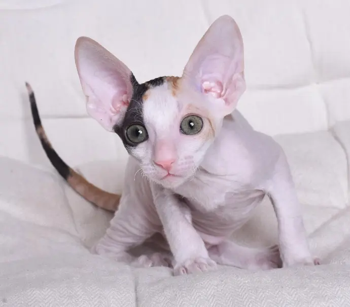cornish rex cat for sale
