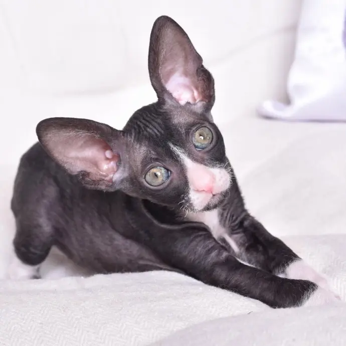 cornish rex kittens for sale