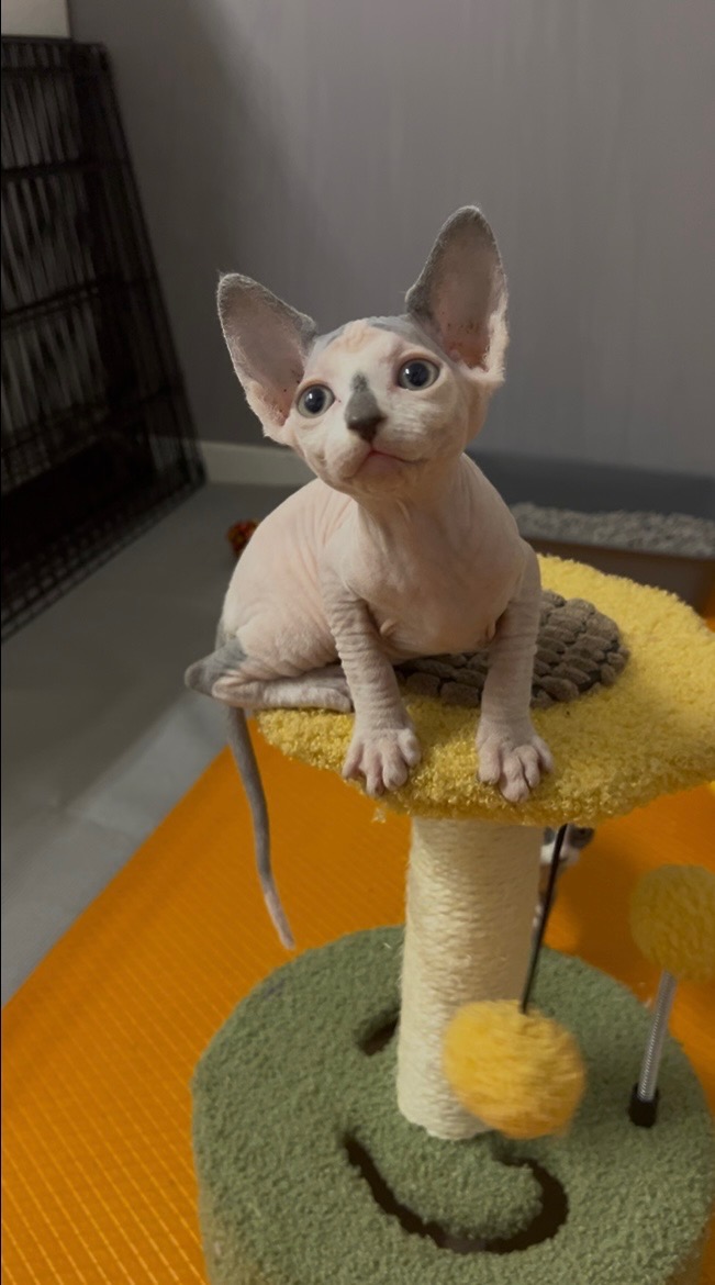 Sphynx kitten for sale