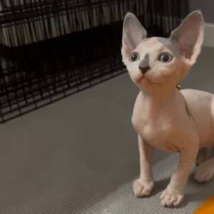 Sphynx kitten