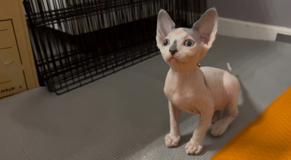 Sphynx kitten for sale