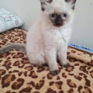 Siamese kitten