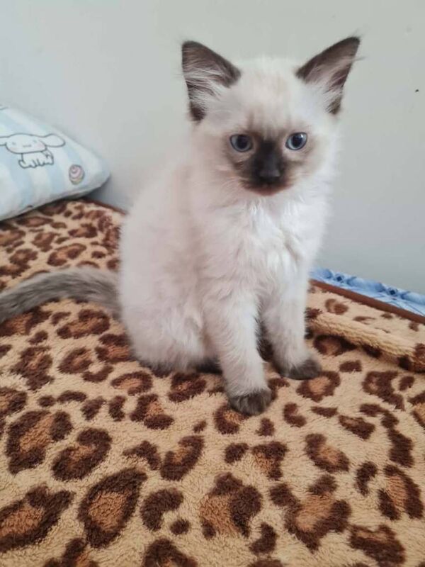 siamese kittens for sale