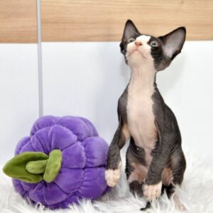 Devon rex kitten