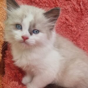 Ragdoll Kitten