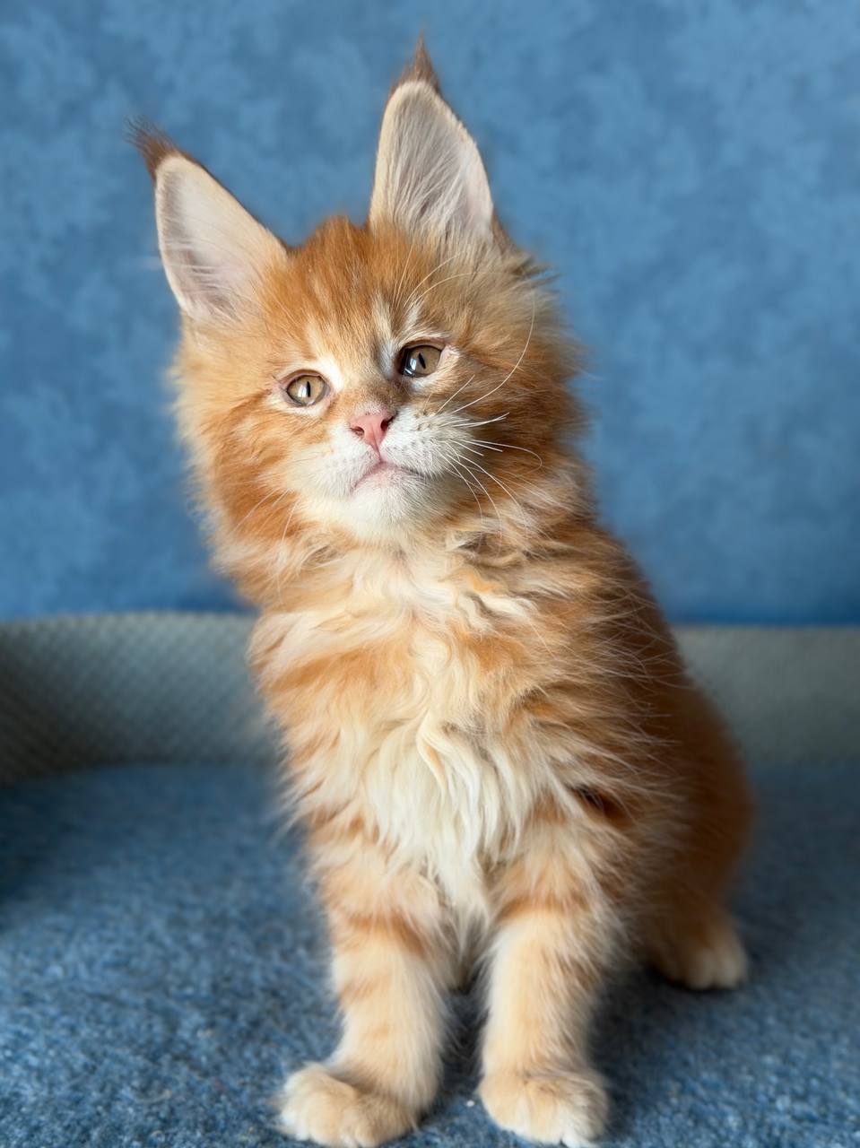 maine coon kittens for sale