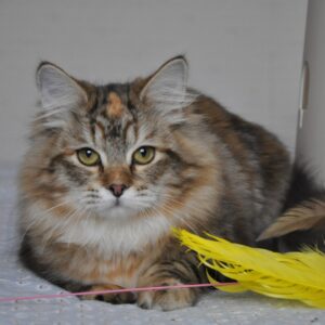 Siberian Kitten