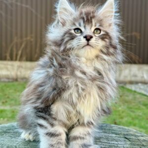 Maine Coon kitten | Female
