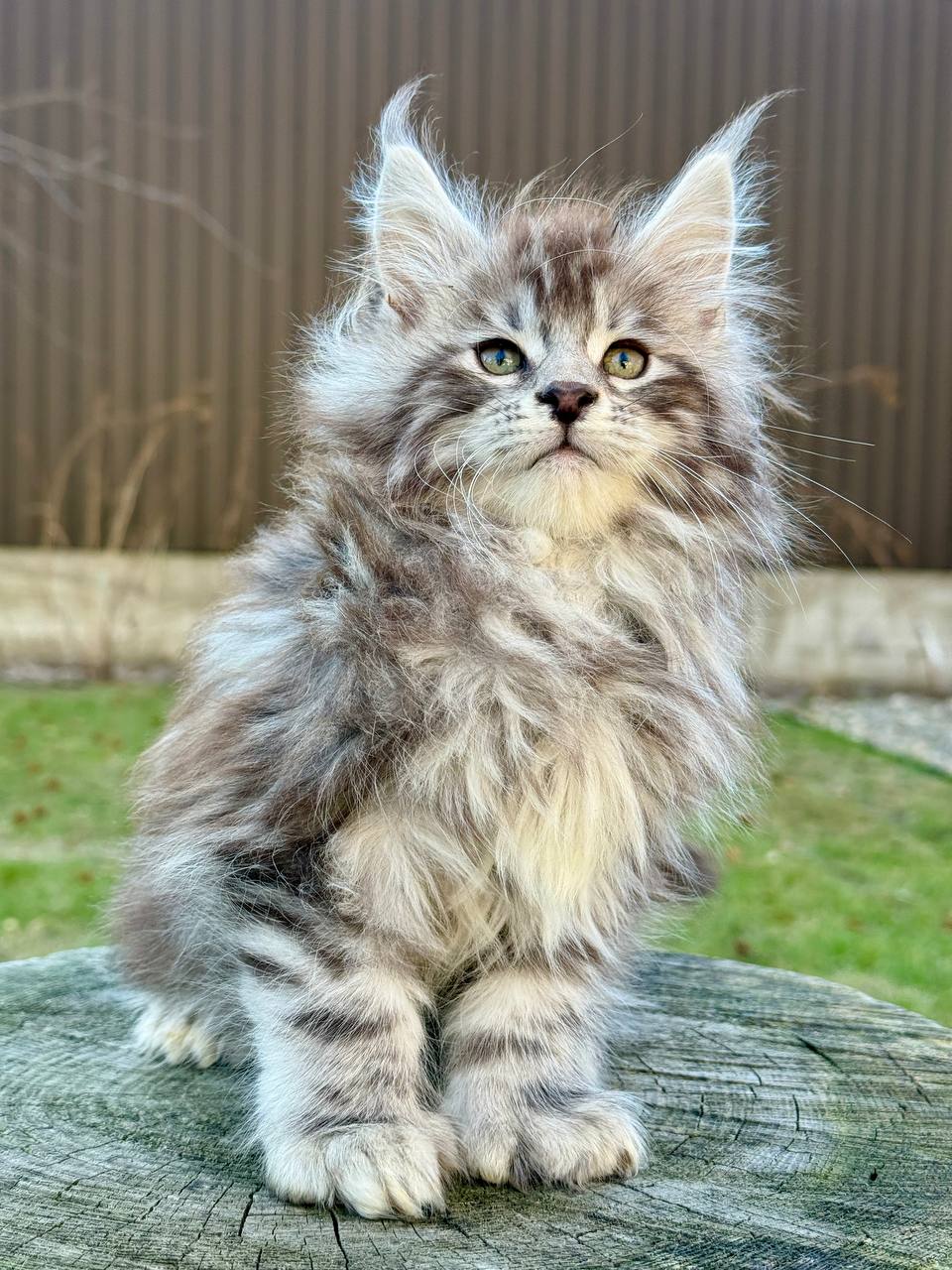 Maine Coon kitten for sale