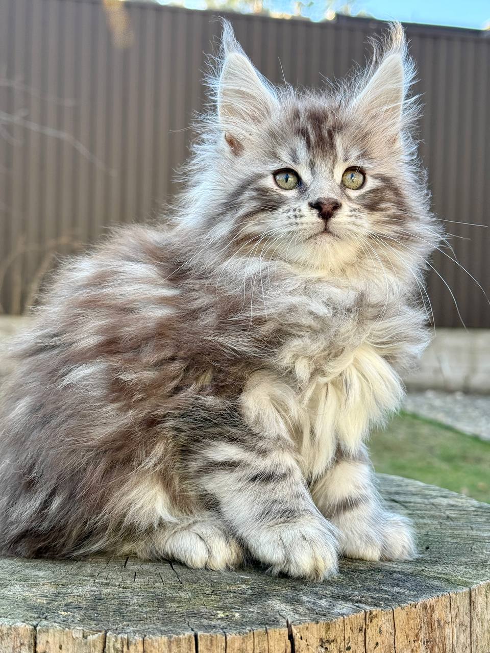 Maine Coon kitten for sale