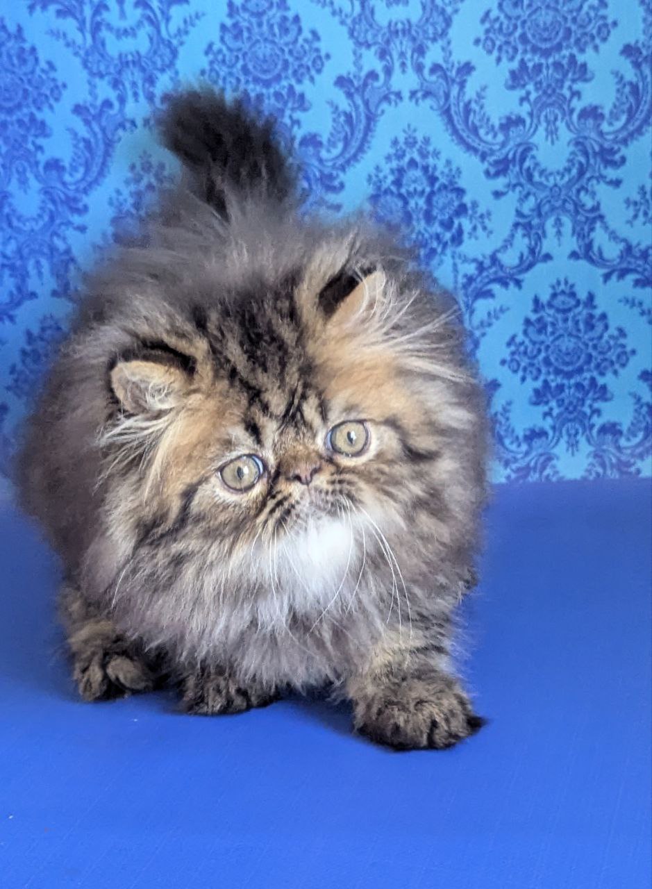 Exotic Shorthair kitten for sale