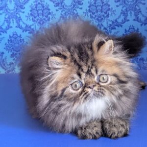 Exotic Shorthair kitten