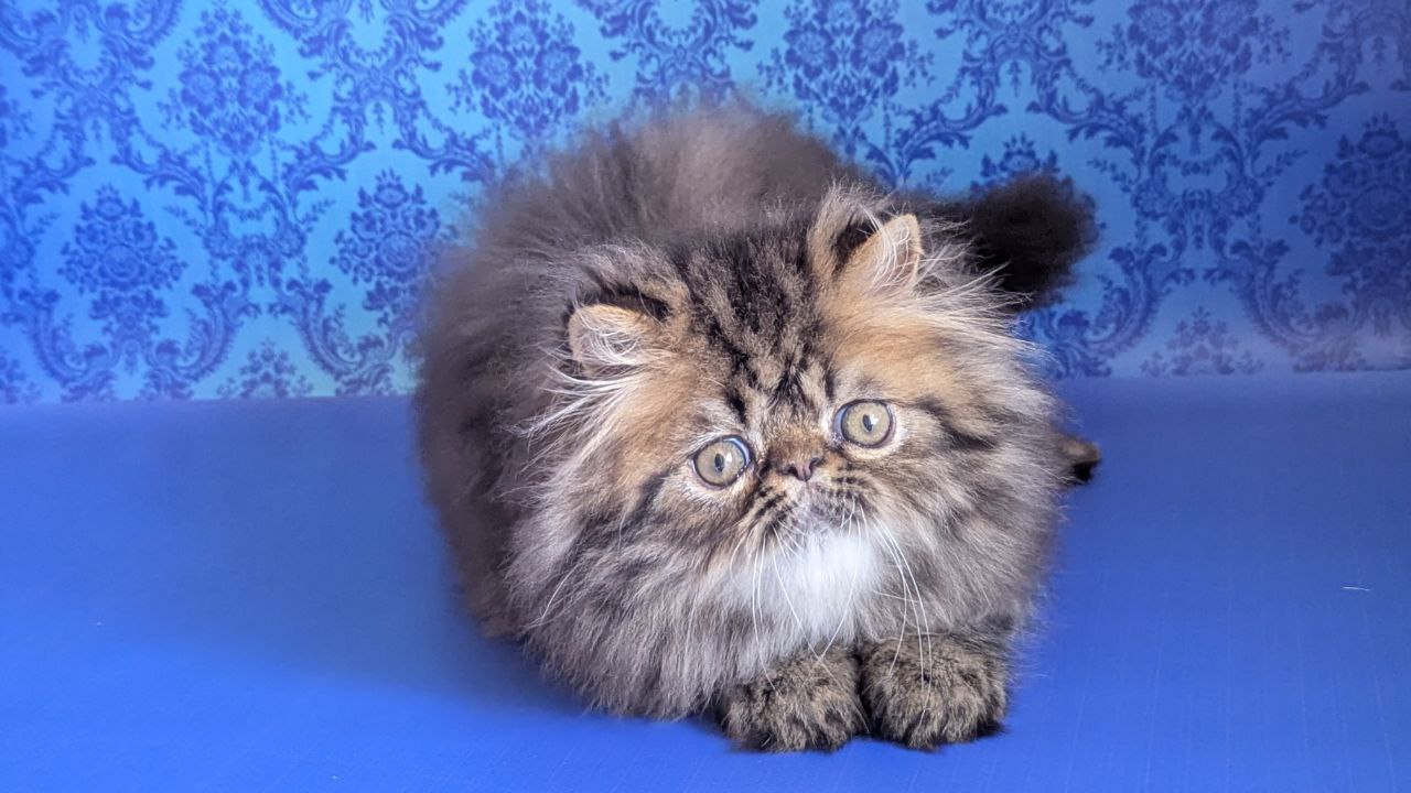 Exotic Shorthair kitten for sale