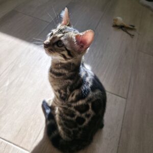 Bengal kittens
