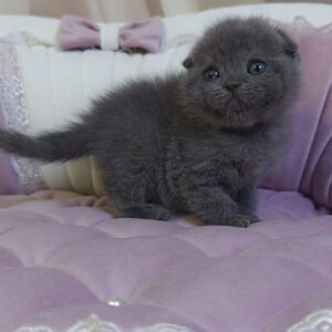 Scottish Fold kitten