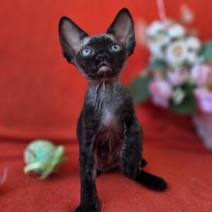 Devon rex kitten
