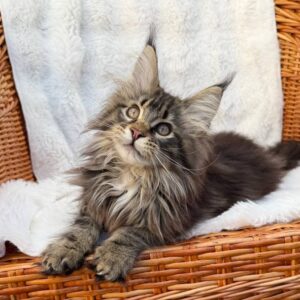 Maine Coon kitten