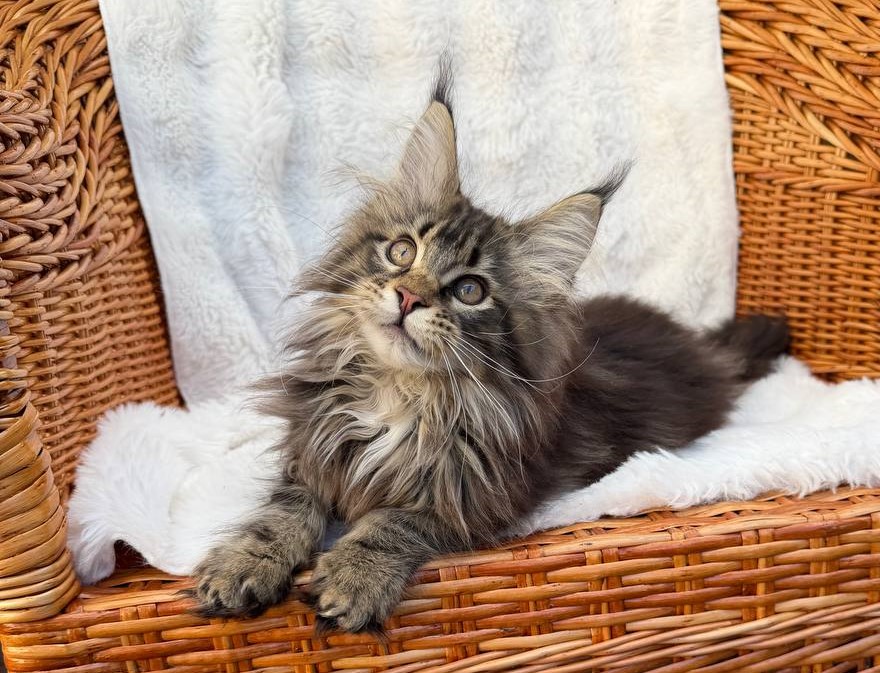 maine coon kittens for sale
