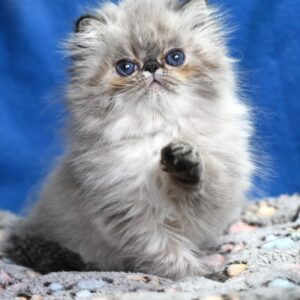 Exotic Shorthair kitten