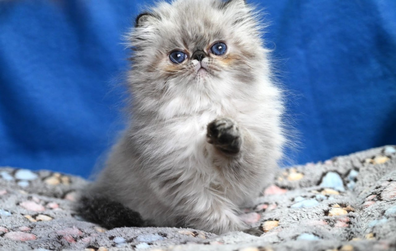Exotic Shorthair Kittens For Sale