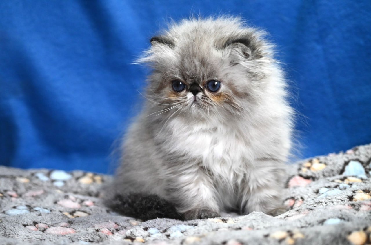 Exotic Shorthair Kittens For Sale