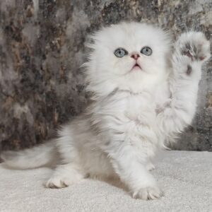 Scottish Fold kitten