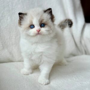Ragdoll Kitten