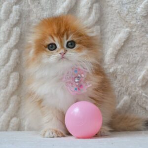 Scottish Fold kitten